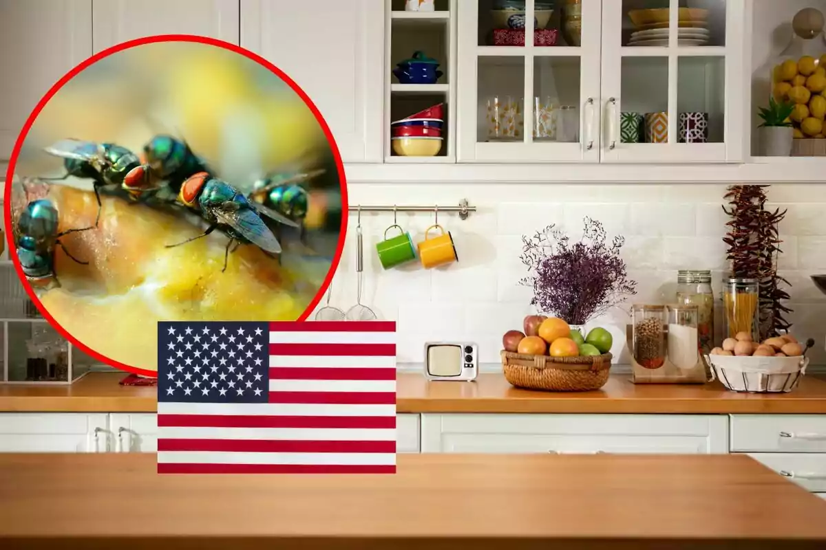 Kitchen with fruits and utensils, a United States flag, and a circle showing a close-up of flies on food