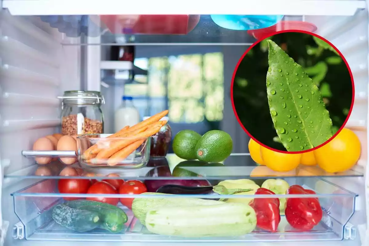 Montaje con nevera abierta con alimentos y círculo rojo con hoja de laurel húmeda Montaje con nevera abierta con alimentos y círculo rojo con hoja de laurel húmeda