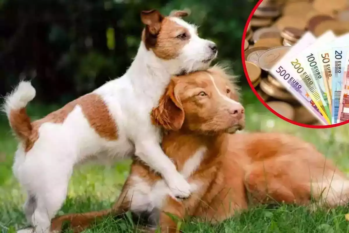 Montaje con fotos de dos perros jugando en el césped y unos cuantos billetes