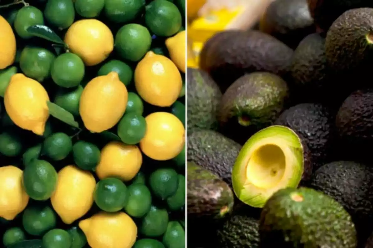 A la izquierda hay limones y limas, a la derecha hay varios aguacates y uno partido por la mitad. A la izquierda hay limones y limas, a la derecha hay varios aguacates y uno partido por la mitad.
