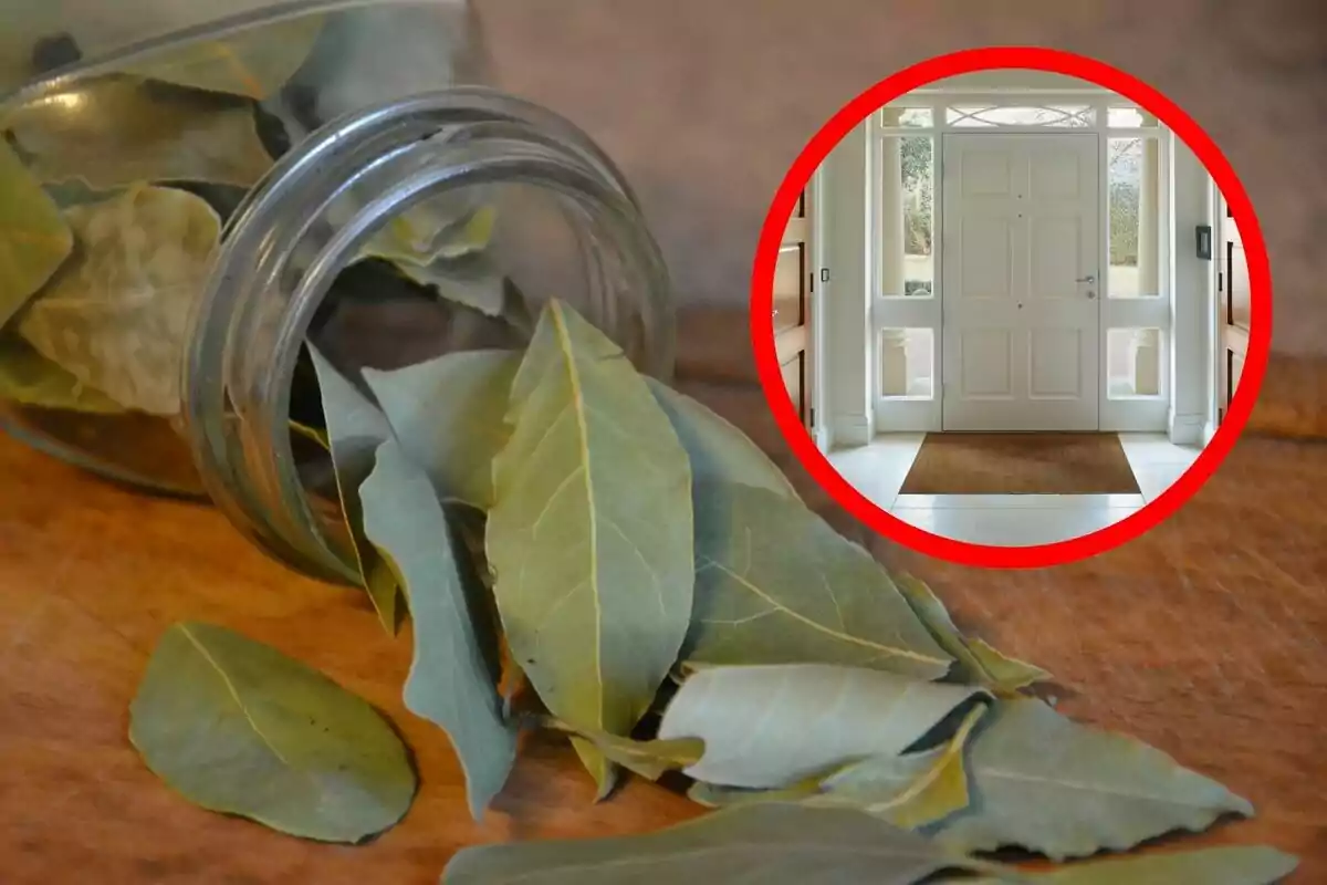 Bay leaves coming out of a glass jar on a wooden table with a circle showing the entrance of a house in the background. Bay leaves coming out of a glass jar on a wooden table with a circle showing the entrance of a house in the background.