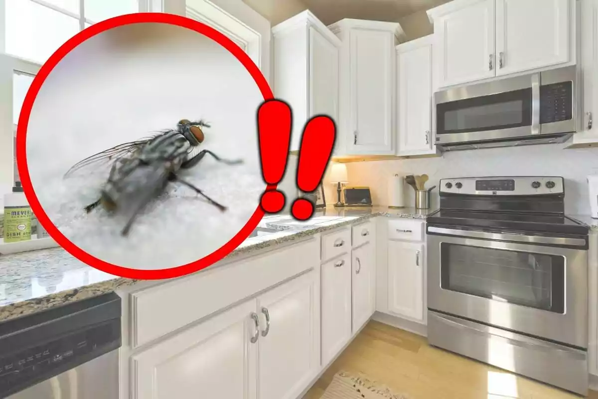 Clean kitchen with white cabinets and a red circle highlighting a fly and two red exclamation marks.