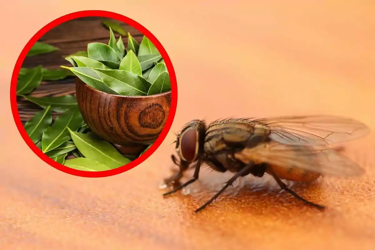 A fly on a surface and a box with bay leaves in a wooden bowl. A fly on a surface and a box with bay leaves in a wooden bowl.